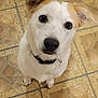 animal, brown_ear, canine, closeup, collar, companion, curious, cute, dog, domestic, floor_pattern, friendly, house, indoor, looking_up, pet, portrait, sitting, tile_floor, white_dog