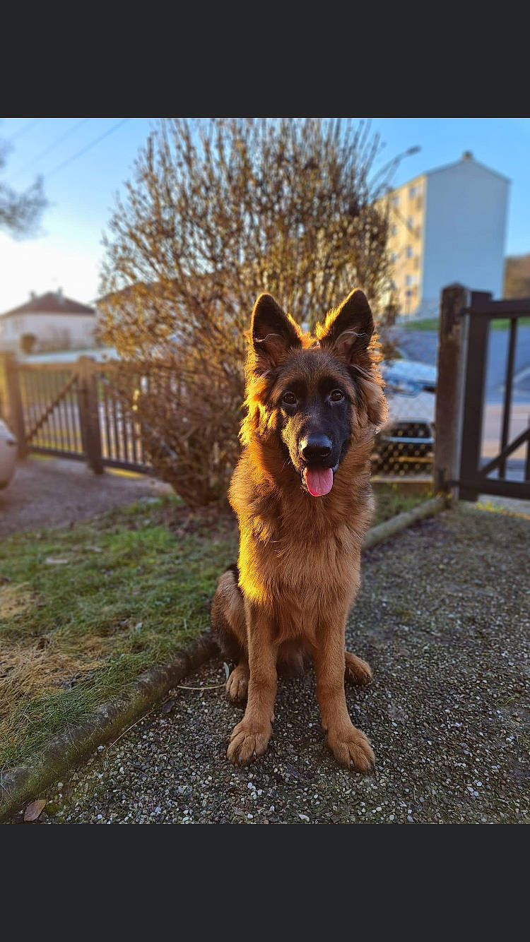 Sarko a rejoint le concours — aidez-le/la à gagner de superbes lots ! art, canidae, carnivore, companion_dog, dog, dog_breed, fawn, german_shepherd_dog, grass, herding_dog, old_german_shepherd_dog, plant, road_surface, sky, snout, sporting_group, tail, tree, wood, working_dog