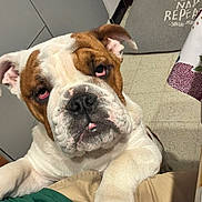 Apache a rejoint le concours — aidez-le/la à gagner de superbes lots ! bulldog, dog, pet, indoors, floor, rug, text, expression, closeup, animal, mammal, canine, white, brown, pink_eyes, person, clothing, kitchen, tablecloth, paw