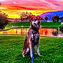 J. Jonah Jameson is registered to the contest to win money with this photo: dog, sunset, grass, pond, leash, happy, outdoor, nature, reflection, sky, clouds, tree, hill, park, animal, canine, evening, colorful, landscape, smiling