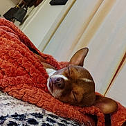 Buster joined the competition — help win amazing prizes! dog, sleeping, blanket, cozy, indoor, brown_dog, small_dog, ear, resting, cute, comfort, knitted_blanket, orange_blanket, face, peaceful, pet, fur, animal, nap, curtains