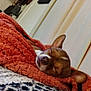 dog, sleeping, blanket, cozy, indoor, brown_dog, small_dog, ear, resting, cute, comfort, knitted_blanket, orange_blanket, face, peaceful, pet, fur, animal, nap, curtains