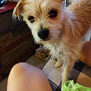 Squirt joined the competition — help win amazing prizes! dog, pet, indoor, furniture, person, leg, cushion, wood, fan, paper, cozy, scruffy, curious, animal, living_room, close_up, brown, white, home, casual