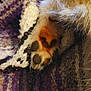 animal, paw, fur, close_up, knitted_blanket, texture, cozy, soft, pet, animal_paw, warm_lighting, pattern, purple, white, orange, furry, resting, cute, domestic_animal, macro
