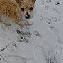 dog, snow, paw_prints, footwear, curious, outdoor, winter, animal, fur, small_dog, pet, nose, ear, brown_fur, snowy_ground, boot, looking_up, cute, winter_clothing, nature