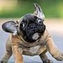 dog, puppy, french_bulldog, wide_eyes, ears, motion, running, outdoor, young, cute, pet, animal, fur, playful, expression, four_legs, small_dog, adorable, canine, energetic