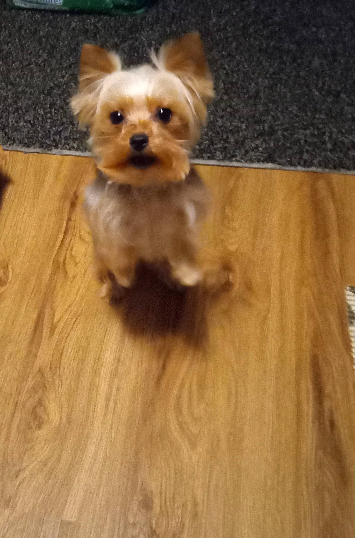 Luna Rose is registered to the contest to win money with this photo: carnivore, companion_dog, dog, dog_breed, dog_clothes, dog_supply, fawn, flooring, hardwood, laminate_flooring, liver, small_terrier, snout, terrier, toy, toy_dog, varnish, wood, wood_stain, working_animal