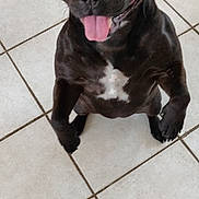 Orla a rejoint le concours — aidez-le/la à gagner de superbes lots ! dog, black_dog, pet, tongue_out, happy, sitting, indoor, tile_floor, white_patch, canine, animal, cute, playful, looking_up, ears, fur, mammal, domestic_animal, companion, friendly