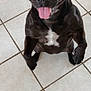 dog, black_dog, pet, tongue_out, happy, sitting, indoor, tile_floor, white_patch, canine, animal, cute, playful, looking_up, ears, fur, mammal, domestic_animal, companion, friendly