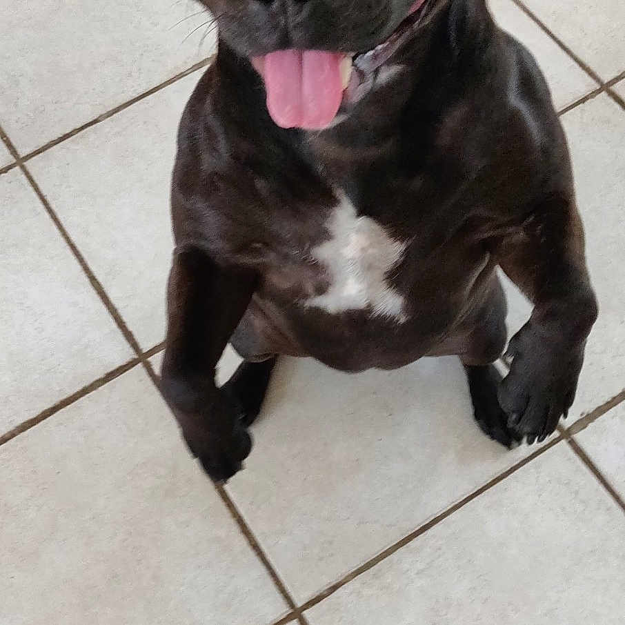 Orla
