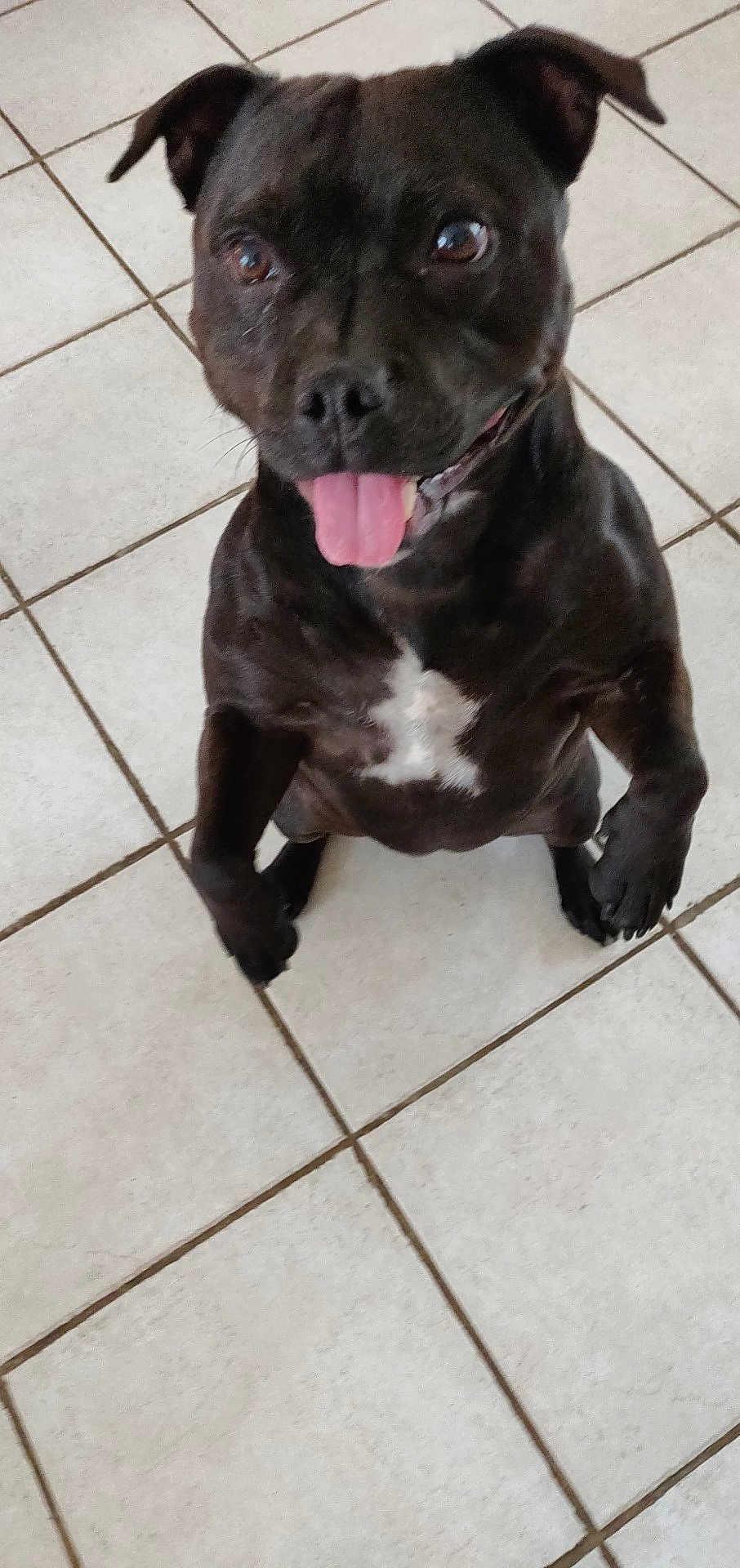 Orla a rejoint le concours — aidez-le/la à gagner de superbes lots ! dog, black_dog, pet, tongue_out, happy, sitting, indoor, tile_floor, white_patch, canine, animal, cute, playful, looking_up, ears, fur, mammal, domestic_animal, companion, friendly