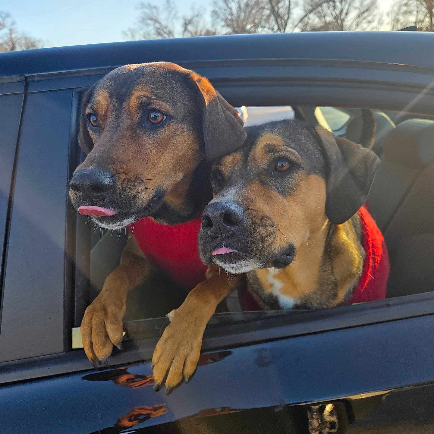 Rue And Ozzy is registered to the contest to win money with this photo: animal, black_car, car, closeup, companions, cute, dog, ears, muzzle, nature, outdoor, paws, pets, red_sweater, reflection, sunlight, tongue, two_dogs, waiting, window