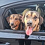dog, car, window, tongue_out, happy, pet, animal, inside, vehicle, two_dogs, brown_dog, black_car, seat, collar, ears, snout, fur, closeup, outdoor, daytime