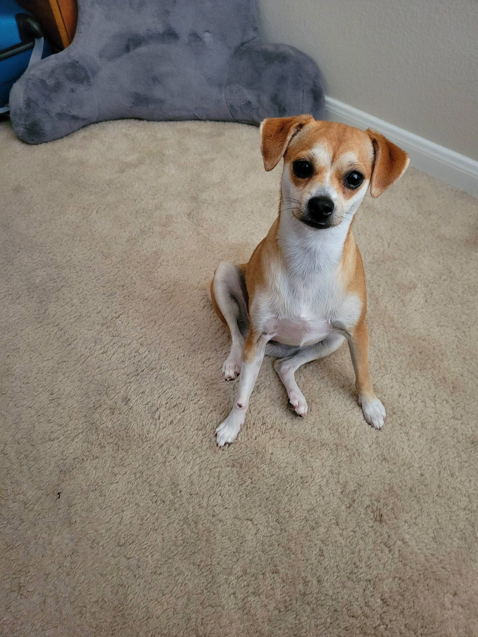 Hazel joined the competition — help win amazing prizes! ancient_dog_breeds, carnivore, collar, comfort, companion_dog, couch, dog, dog_breed, fawn, flooring, paw, pillow, road_surface, sleeper_chair, snout, sporting_group, tail