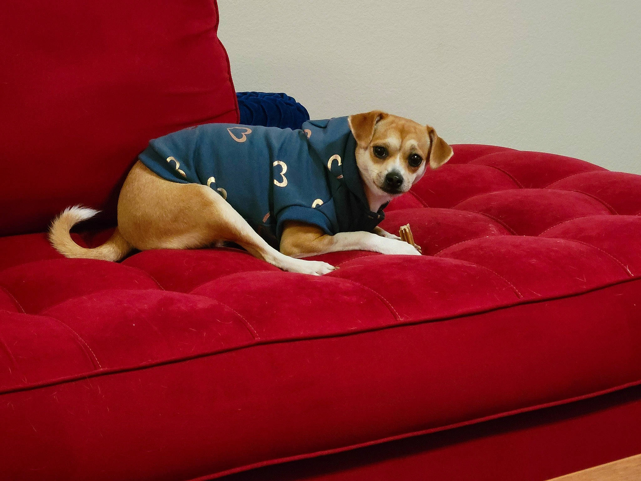 Hazel is registered to the contest to win money with this photo: ball, bean_bag, bed, bedtime, canidae, carnivore, comfort, companion_dog, couch, dog, dog_bed, dog_breed, dog_supply, fawn, linens, pet_supply, pillow, sporting_group, toy, working_animal