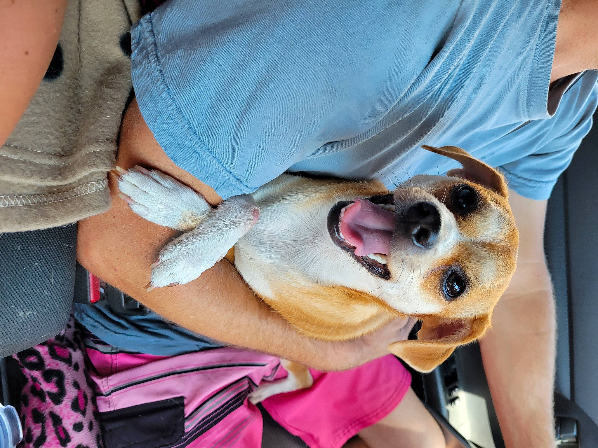 Hazel joined the competition — help win amazing prizes! carnivore, collar, companion_dog, dog, dog_breed, dog_collar, ear, eyewear, fawn, gesture, glasses, goggles, personal_protective_equipment, snout, sporting_group, street_fashion, sunglasses, vision_care, whiskers, working_animal