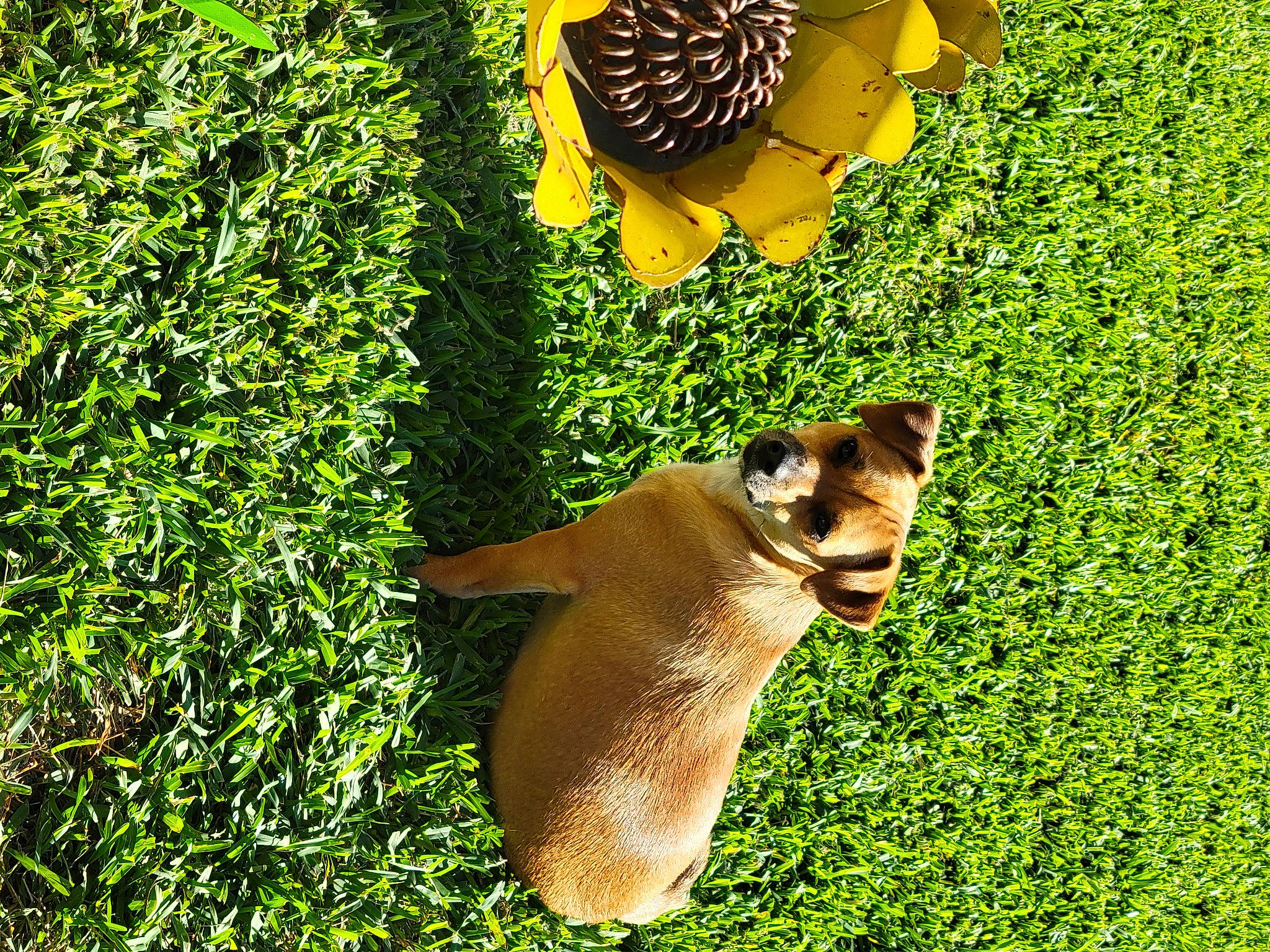 Cash is registered to the contest to win money with this photo: carnivore, companion_dog, dog, dog_breed, fawn, grass, grass_family, grassland, groundcover, lawn, organism, people_in_nature, plant, shrub, sporting_group, tail, terrestrial_animal, terrestrial_plant, trunk, working_animal