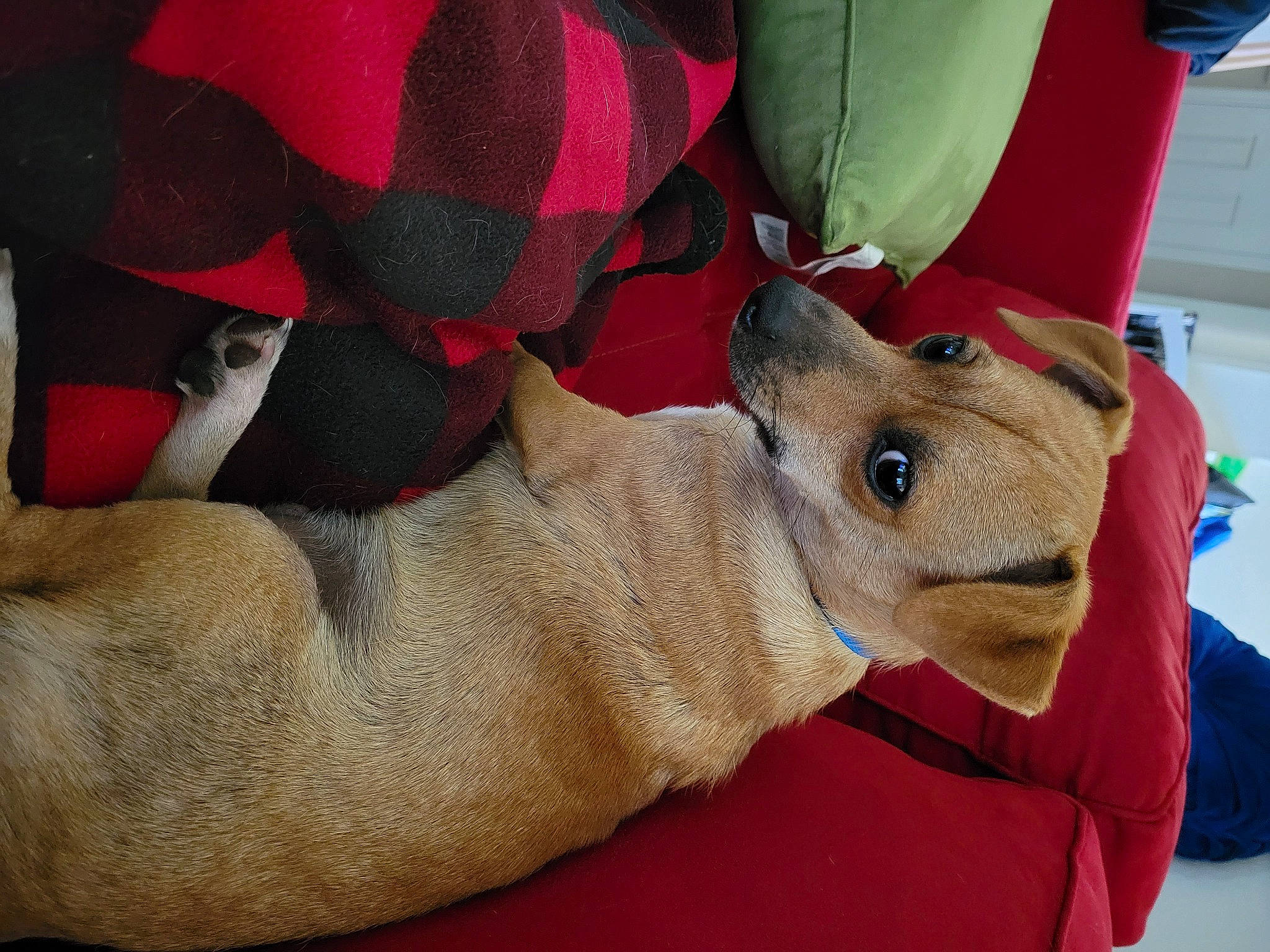 Cash is registered to the contest to win money with this photo: bag, canidae, cap, carmine, comfort, fawn, felidae, fur, hat, human_leg, linens, pattern, personal_protective_equipment, plush, stuffed_toy, terrestrial_animal, thigh, toy, whiskers, working_animal