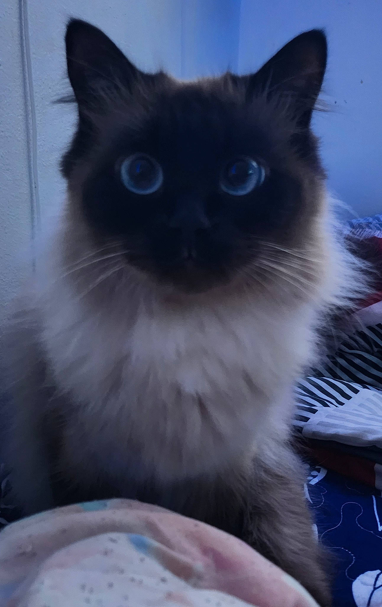 Mama'S is registered to the contest to win money with this photo: balinese, birman, blue, carnivore, cat, electric_blue, fawn, felidae, flooring, fur, iris, siamese, sitting, small_to_medium_sized_cats, snout, terrestrial_animal, thai, whiskers