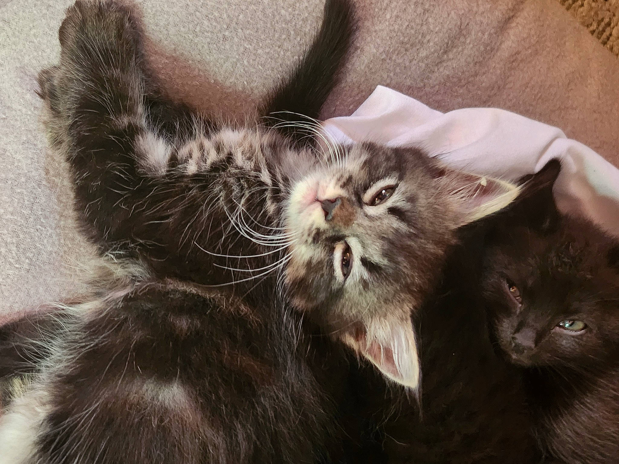 Lola is registered to the contest to win money with this photo: carnivore, cat, claw, comfort, domestic_short_haired_cat, felidae, fur, grey, liver, paw, small_to_medium_sized_cats, terrestrial_animal, whiskers