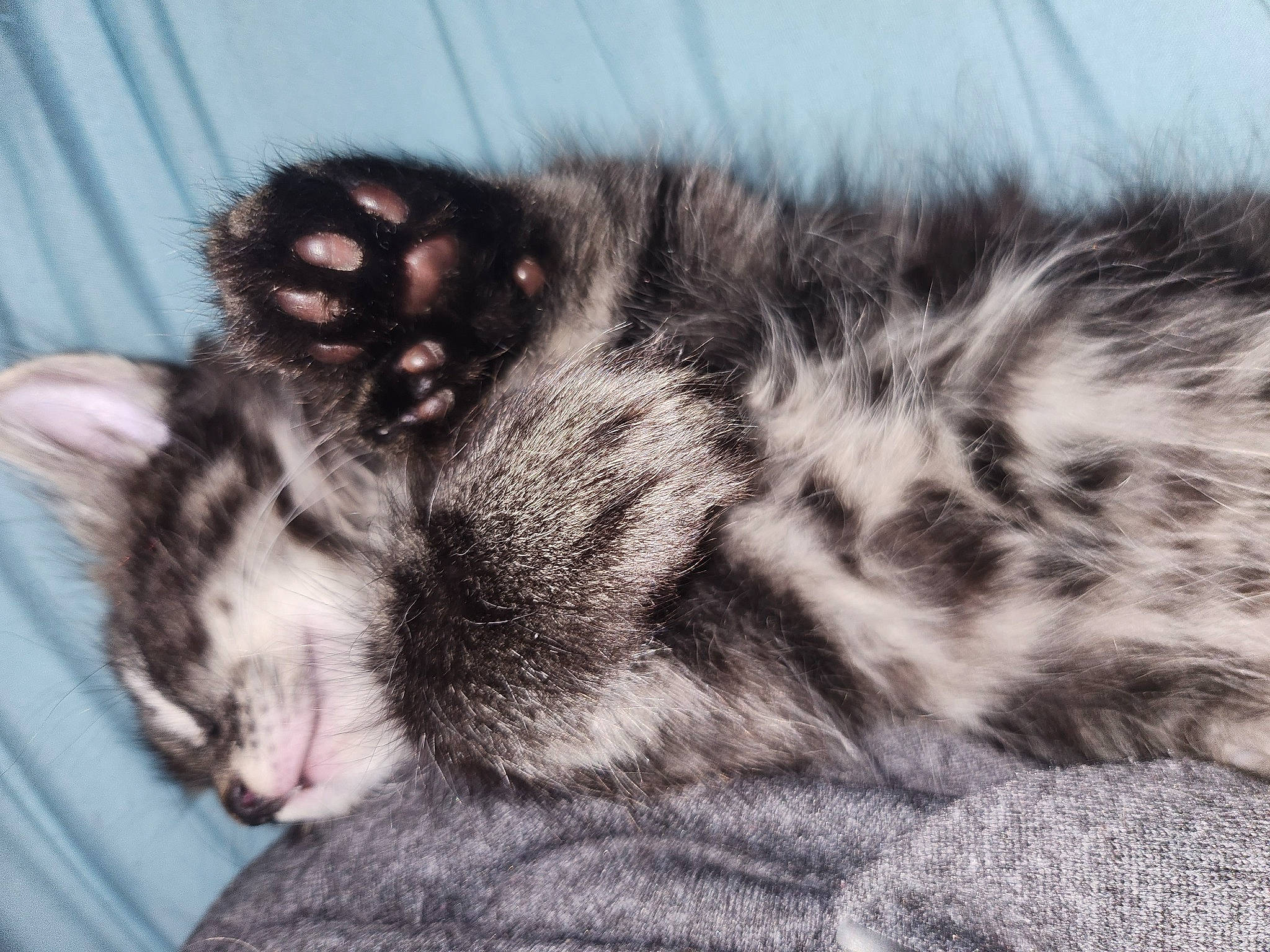 Lola is registered to the contest to win money with this photo: carnivore, cat, claw, comfort, domestic_short_haired_cat, eye, felidae, fur, grey, monochrome, nap, paw, sleep, small_to_medium_sized_cats, snout, tail, terrestrial_animal, whiskers, wildlife