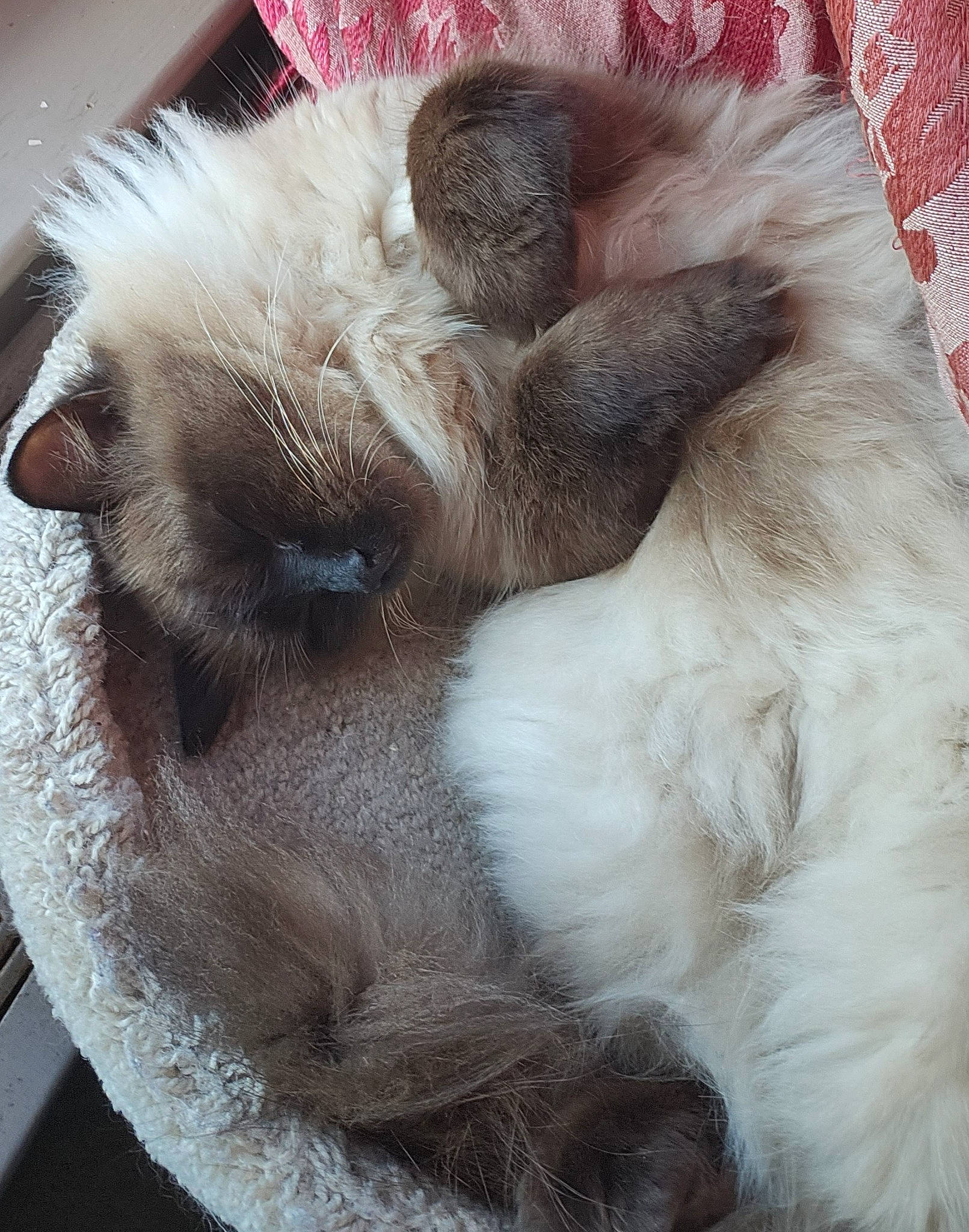 Mama'S is registered to the contest to win money with this photo: canidae, carnivore, comfort, companion_dog, dog_breed, ear, fawn, felidae, fur, nap, paw, small_to_medium_sized_cats, snout, terrestrial_animal, toy, whiskers, wool, working_animal