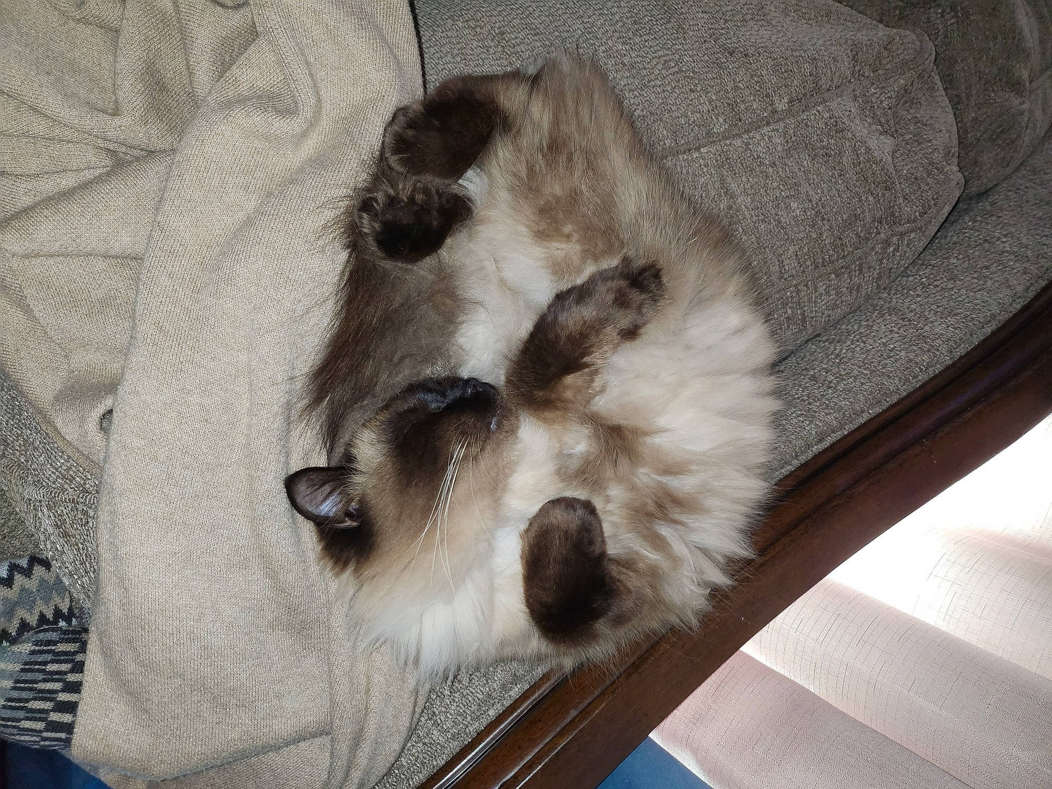 Mama'S joined the competition — help win amazing prizes! canidae, carnivore, claw, comfort, companion_dog, dog_breed, fawn, felidae, fur, grey, linens, nap, non_sporting_group, paw, small_to_medium_sized_cats, snout, sporting_group, tail, whiskers, working_animal