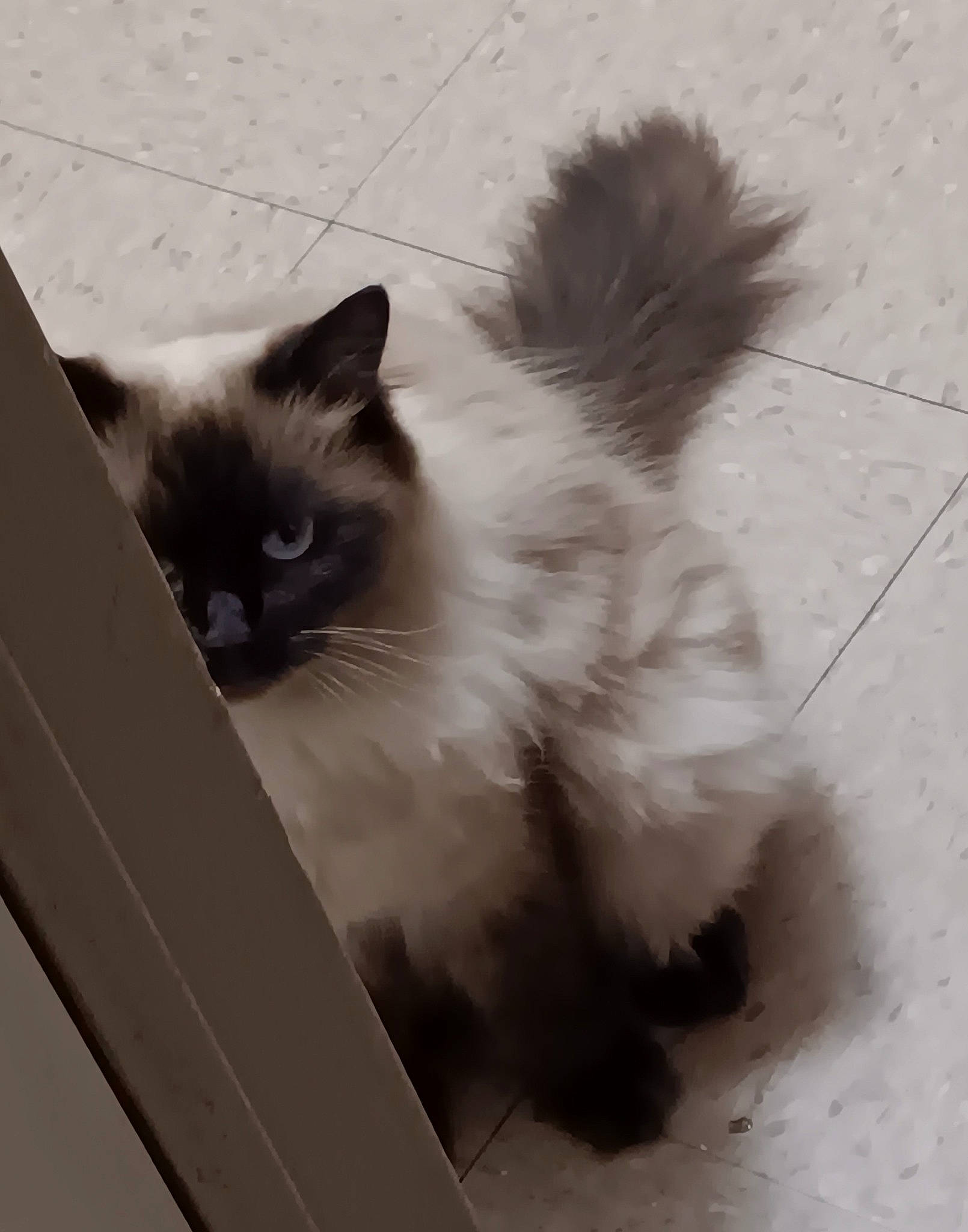 Mama'S is registered to the contest to win money with this photo: balinese, birman, british_longhair, carnivore, cat, felidae, flooring, fur, paw, ragdoll, shadow, siamese, small_to_medium_sized_cats, snout, tail, whiskers