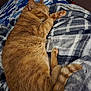 cat, orange_tabby, sleeping, blanket, plaid, cozy, fur, paw, tail, indoor, couch, comfort, resting, pet, domestic_animal, feline, relaxation, closeup, warm, nap