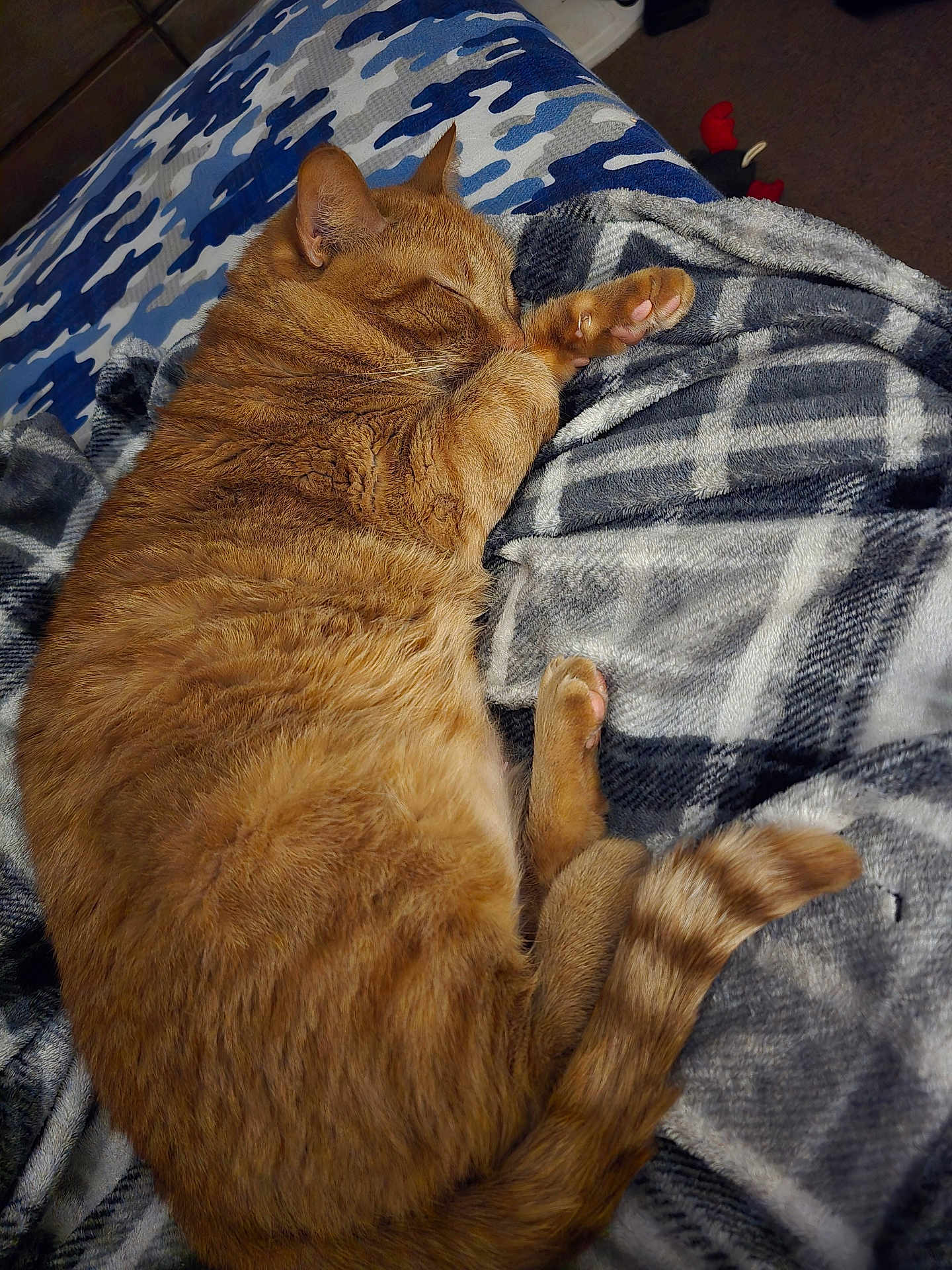 Lil Girl is registered to the contest to win money with this photo: cat, orange_tabby, sleeping, blanket, plaid, cozy, fur, paw, tail, indoor, couch, comfort, resting, pet, domestic_animal, feline, relaxation, closeup, warm, nap