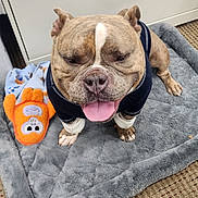 Tyson joined the competition — help win amazing prizes! dog, bulldog, pet, animal, toy, stuffed_toy, mat, blanket, floor, carpet, indoor, clothing, happy, tongue_out, cute, sitting, fur, ears, nose, face