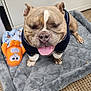 dog, bulldog, pet, animal, toy, stuffed_toy, mat, blanket, floor, carpet, indoor, clothing, happy, tongue_out, cute, sitting, fur, ears, nose, face