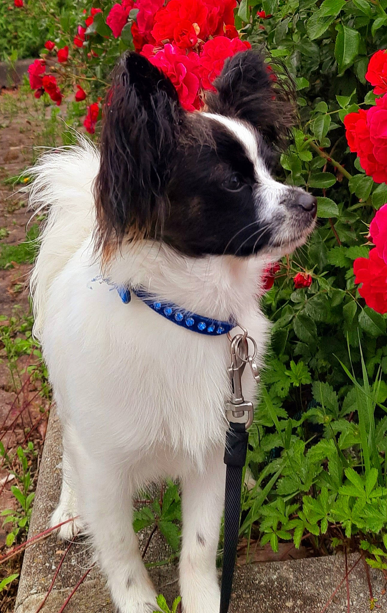 Loulou a rejoint le concours — aidez-le/la à gagner de superbes lots ! annual_plant, canidae, carnivore, collar, companion_dog, dog, dog_breed, dog_collar, fawn, flower, fur, grass, leash, petal, plant, shrub, snout, sporting_group, tail, working_animal