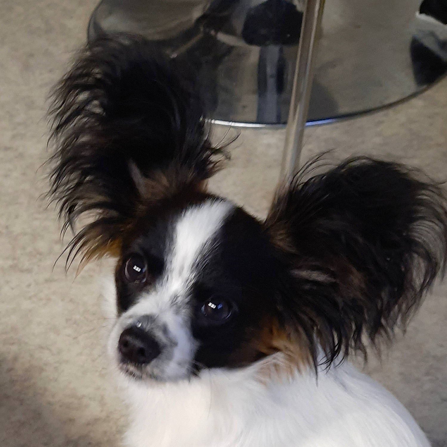 Loulou a rejoint le concours — aidez-le/la à gagner de superbes lots ! canidae, carnivore, companion_dog, dog, dog_breed, eye, fur, liver, non_sporting_group, snout, sporting_group, toy_dog, whiskers, working_animal