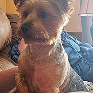 Tiny Tim joined the competition — help win amazing prizes! dog, pet, indoor, couch, lamp, blanket, fur, small_dog, home, animal, cozy, sitting, cute, ears, face, brown_fur, relaxed, furniture, person_arm, natural_light