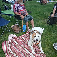 Kodibear is registered to the contest to win money with this photo: blanket, boots, casual, chair, community, dog, evening, grass, group, leash, man, nature, outdoor, park, patriotic_shirt, people, plastic_cup, relaxing, sitting, smiling_dog