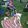 blanket, boots, casual, chair, community, dog, evening, grass, group, leash, man, nature, outdoor, park, patriotic_shirt, people, plastic_cup, relaxing, sitting, smiling_dog