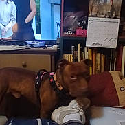 Apollo is registered to the contest to win money with this photo: blanket, bookshelf, calendar, curious, decor, dog, electronics, footwear, furniture, harness, household, indoor, jeans, living_room, people_on_tv, person, shelf, sitting, sneakers, television