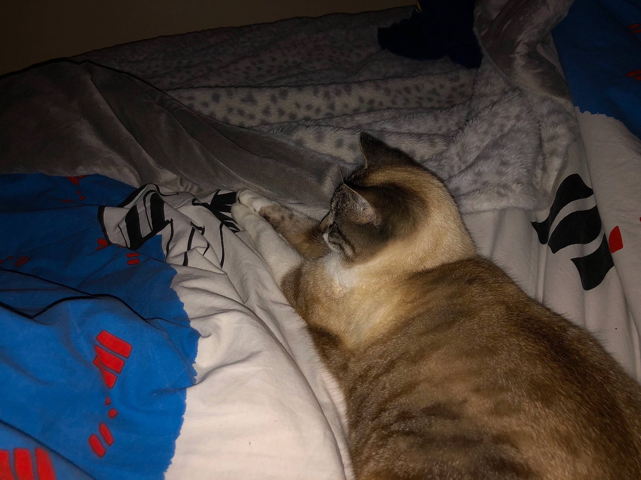 Jodie a rejoint le concours — aidez-le/la à gagner de superbes lots ! bed, bed_sheet, bedding, bedroom, blanket, carnivore, cat, comfort, domestic_short_haired_cat, fawn, felidae, fur, grey, linens, paw, pillow, room, small_to_medium_sized_cats, tail, whiskers