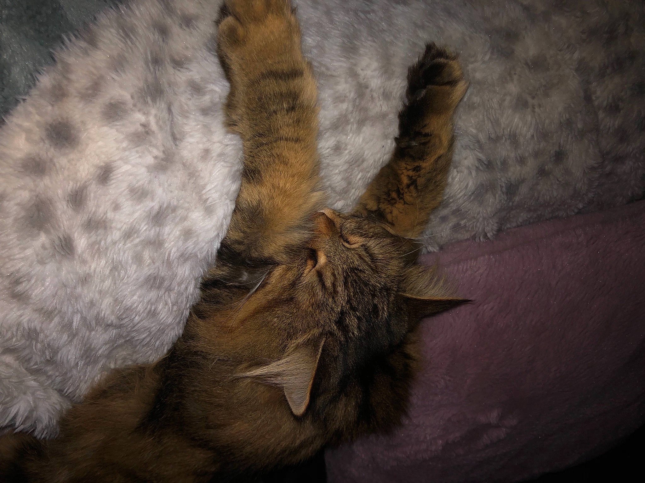 Nala participe au concours pour gagner de l'argent avec cette photo : art, artifact, claw, darkness, fawn, foot, fur, gesture, human_leg, pattern, paw, plant, shadow, soil, still_life_photography, tail, twig, wood, woolen, wrist