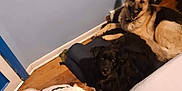 Adonis is registered to the contest to win money with this photo: dog, dogs, indoor, floor, wooden_floor, blue_wall, cushion, black_dog, brown_dog, white_dog, collar, harness, pet, animal, domestic_animal, canine, relaxing, room, home, three_dogs