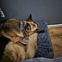 Adonis joined the competition — help win amazing prizes! dog, german_shepherd, pet, animal, bed, resting, sleeping, indoor, floor, gray_wall, collar, fur, tail, wooden_floor, cozy, quiet, domestic, relaxed, companion, snug