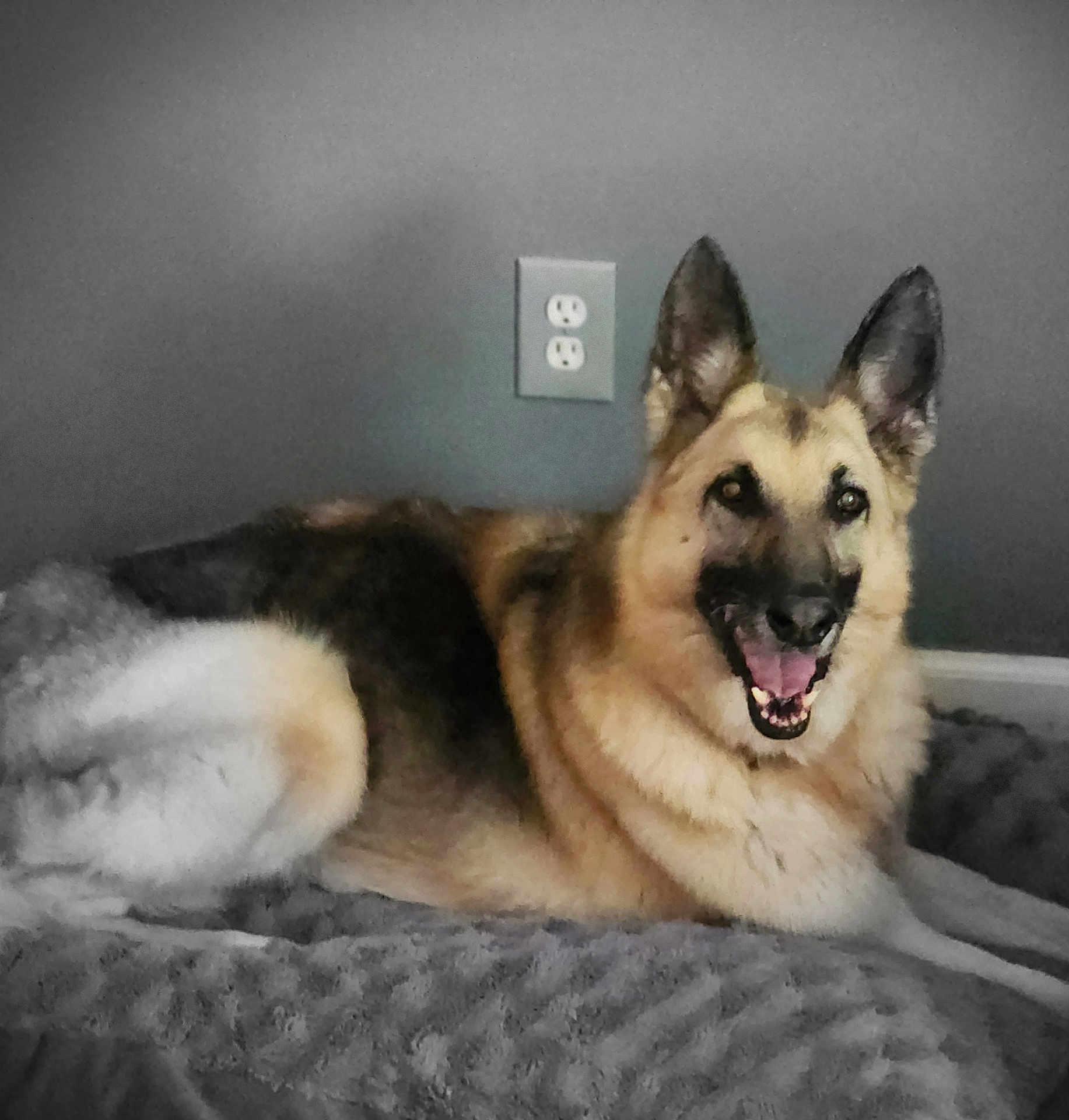 Adonis is registered to the contest to win money with this photo: dog, german_shepherd, pet, animal, indoor, blanket, gray_wall, electrical_outlet, happy, lying_down, fur, ears, mouth_open, smiling, domestic_animal, canine, companion, resting, cozy, portrait