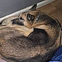Adonis joined the competition — help win amazing prizes! dog, german_shepherd, sleeping, curled_up, indoor, wooden_floor, pet, canine, fur, resting, collar, animal, mammal, quiet, relaxation, domestic, companion, furry, brown, black