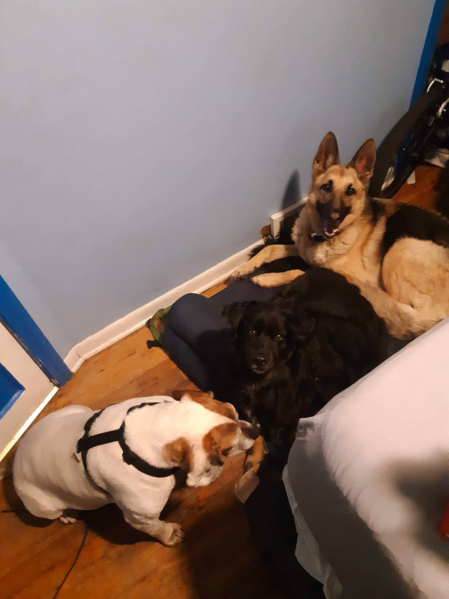 Behr is registered to the contest to win money with this photo: canidae, carnivore, companion_dog, dog, dog_breed, fawn, mammal, non_sporting_group, sporting_group