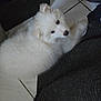 Skye joined the competition — help win amazing prizes! puppy, dog, white_fur, fluffy, pet, indoor, tile_floor, curious, lying_down, close_up, cute, animal, companion, young_dog, domestic, furry, looking_up, soft, cozy, home