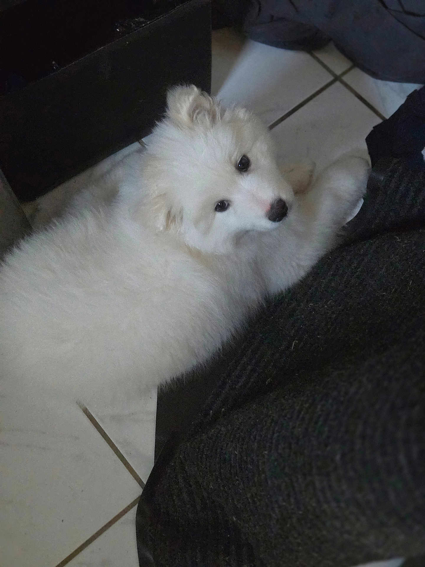 Skye joined the competition — help win amazing prizes! puppy, dog, white_fur, fluffy, pet, indoor, tile_floor, curious, lying_down, close_up, cute, animal, companion, young_dog, domestic, furry, looking_up, soft, cozy, home