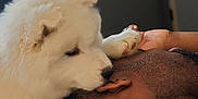 Skye is registered to the contest to win money with this photo: dog, white_dog, fluffy, pet, indoor, human, head, ear, paw, affection, close_up, resting, gentle, cute, animal, companion, love, friendship, cozy, interaction