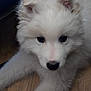 Skye joined the competition — help win amazing prizes! puppy, dog, white_fur, fluffy, floor, wooden_floor, pet, animal, cute, young, indoor, close_up, face, fur, ears, black_nose, looking_up, laying_down, domestic_animal, adorable
