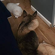 Skye joined the competition — help win amazing prizes! dog, puppy, sleeping, floor, wooden_floor, indoor, pet, fur, animal, resting, corner, ears, two_dogs, quiet, calm, companion, home, relaxing, cute, soft
